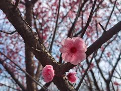 -蜀冈西峰生态公园