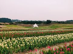 -空港花田景区