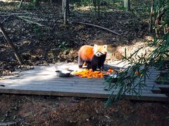 -成都大熊猫繁育研究基地