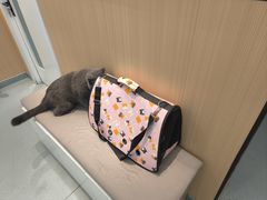 -瑞派·关忠动物医院·猫专科·犬专科(三环新城店)