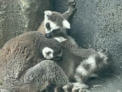 -武汉动物园