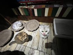 -壹六猫窝(谷德店)