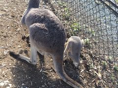 -可伦宾野生动物保护区