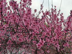 -金鸡湖桃花岛
