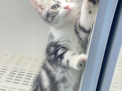 -lincat·猫舍(广州店)