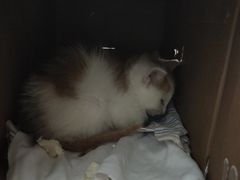 -青石桥花鸟鱼虫市场(叠翠城店)