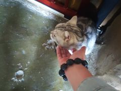 -猫猫幼稚园·撸猫·桌游·电玩