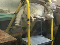 -猫咪博物馆(顶澳仔猫街店)