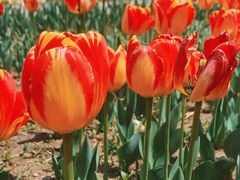 -长春公园(普阳街道)