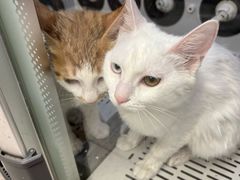 -FAELING PETS美天灵宠物(富力广场店)