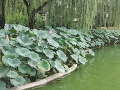 -丰台花园