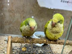 -青石桥花鸟鱼虫市场(叠翠城店)