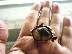 -高记福桂桂花糖炒栗(鼓楼店)