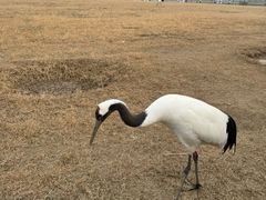 -盐城丹顶鹤湿地生态旅游区