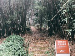 -铁山坪森林公园