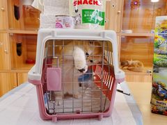 -猫十亿·布偶金渐层·曼基康矮脚猫舍(青年路店)