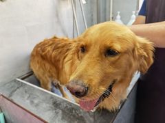 -宠福鑫康馨动物医院·骨科·眼科