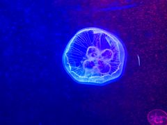 -福州罗源湾海洋世界旅游区