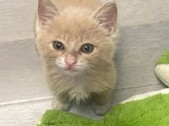 -瑞派伍一宠物医院·眼科·骨科·猫科转诊中心(马王堆院)