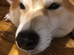 -柴务处·柴犬主题狗咖