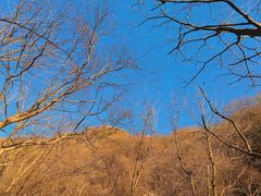 -王顺山国家森林公园