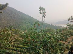 -崂山巨峰游览区