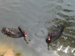 -石家庄市动物园