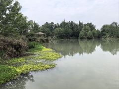 -桤木河湿地公园