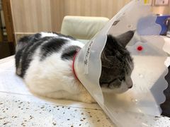 -宠爱国际动物医院·消化内科·心肾内科·ISFM猫友好(望京店)