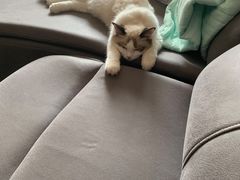 -派多格宠物·购宠(靛厂路店)