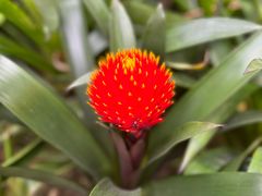 -中国科学院华南植物园