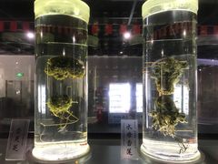 -广东中医药博物馆