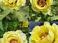 -洛阳郁金香牡丹园