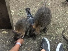 -费瑟代尔野生动物园