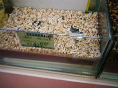 -苏州市观前土特产商店(中兴商楼店)