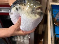 -天正河鲀·河豚亭(大连店)