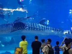 -烟台海昌鲸鲨海洋公园