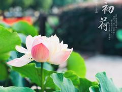 -荷塘月色湿地公园·向阳花洲