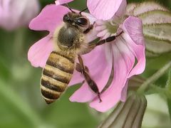 -春花秋色城市公园