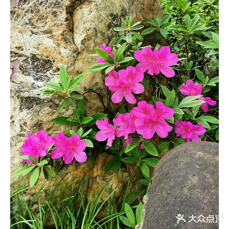 金陵花事||大行宫市民广场.杜鹃花