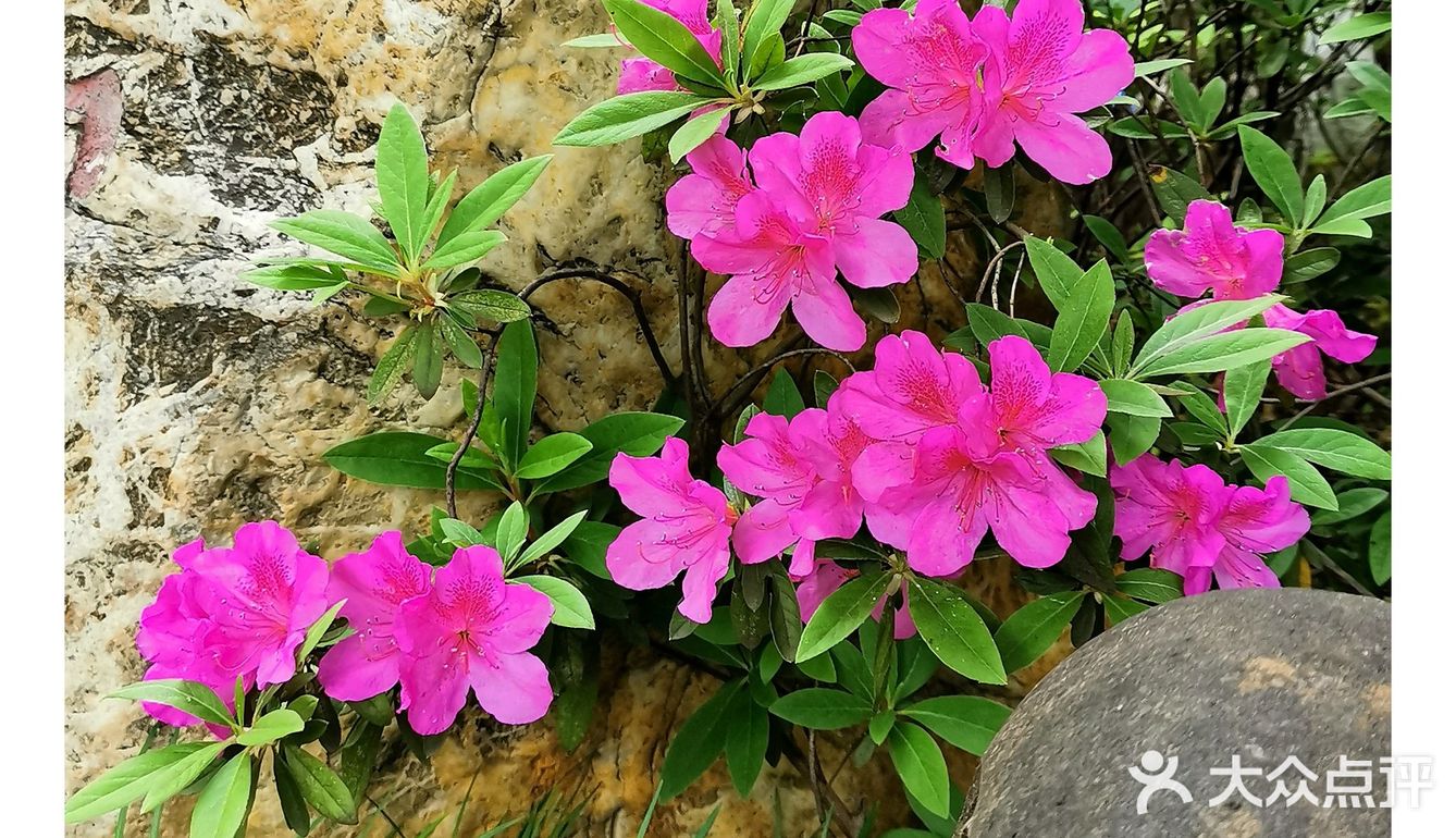 金陵花事||大行宫市民广场.杜鹃花