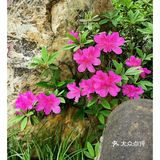金陵花事||大行宫市民广场.杜鹃花