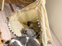 -猫友咖啡店(玉林西路店)