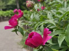-莲花池公园