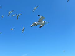 -海驴岛(荣成市)