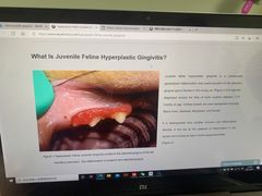 -美联众合动物医院·24h转诊中心