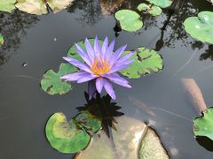 -曼听御花园