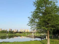 -洋湖国家湿地公园