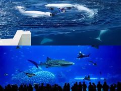 -珠海长隆海洋王国