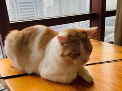 -蓝鲸·缅因猫舍